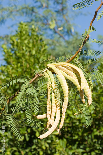 cluster of mesquite pods photo