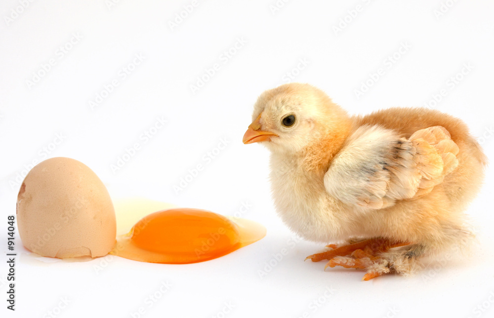 chicken chicken