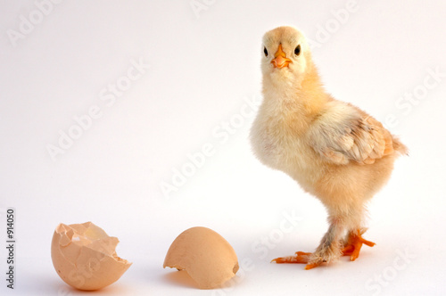 chicken photo