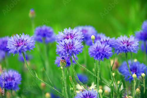 cornflowers