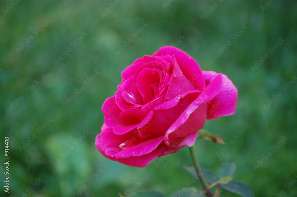 hot pink rose hot pink rose