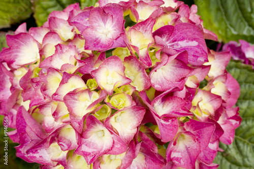 stock photo of pink hydrangea flower