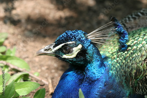 pfau 02 photo