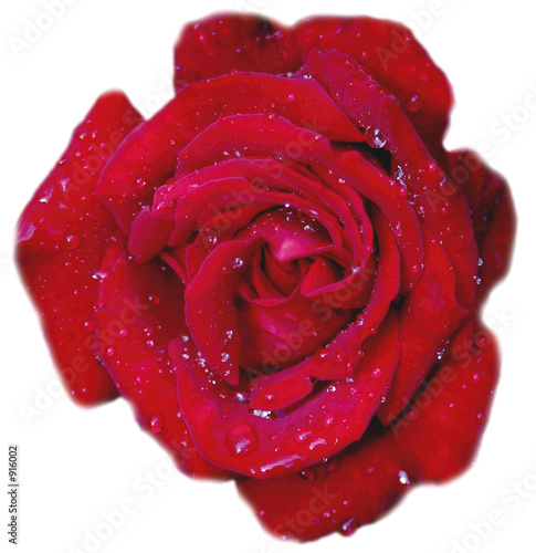 Fototapeta Naklejka Na Ścianę i Meble -  dew on a rose