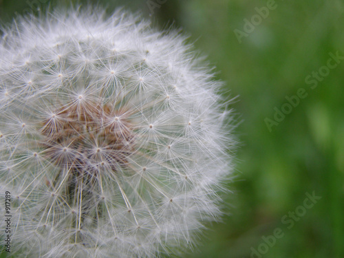 dandelion