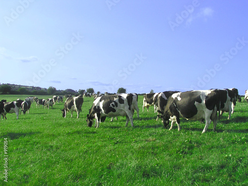 cows © James Murphy