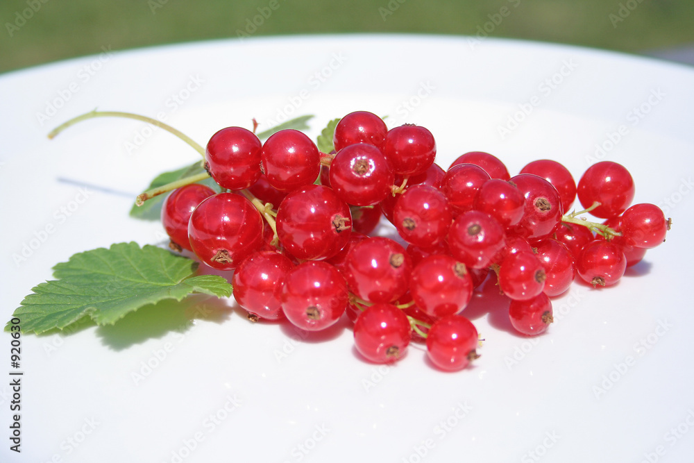 rote johannisbeeren rote johannisbeeren