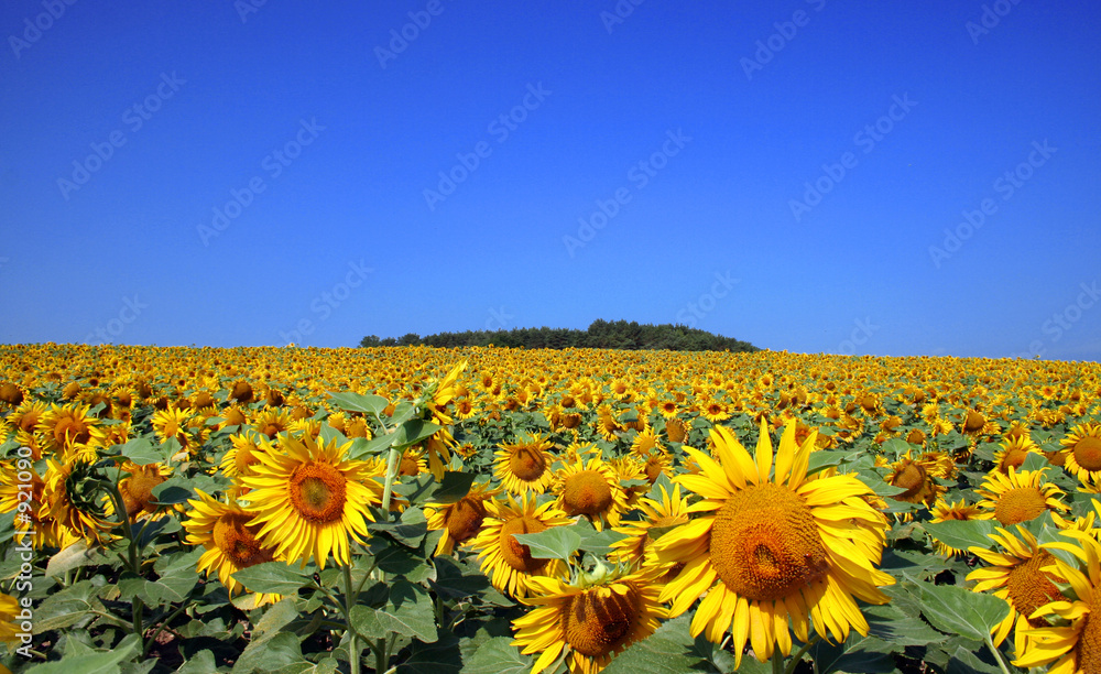 Obraz premium tournesol et ciel