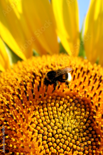 tournesol