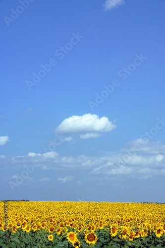 nuage-ciel-tournesol