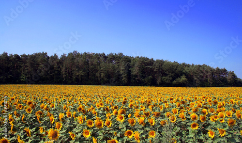 ciel et tournesol