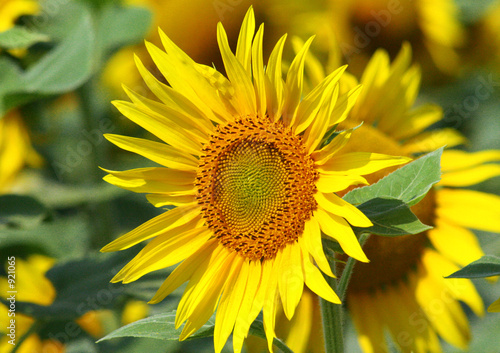 tournesol