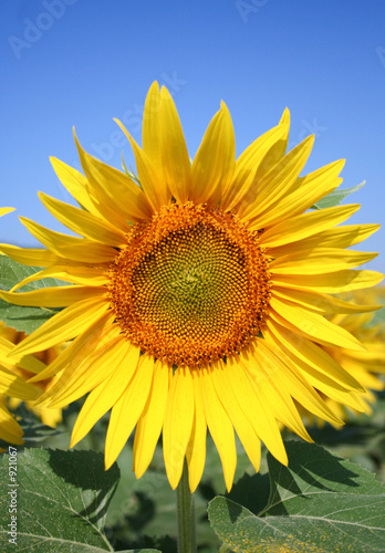 tournesol