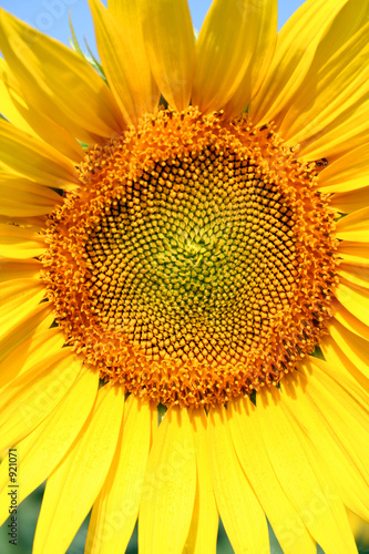 tournesol