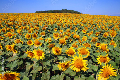 champ de tournesol