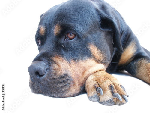 rottweiler photo