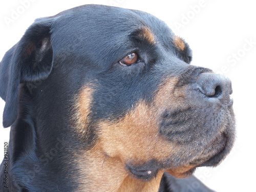 rottweiler photo