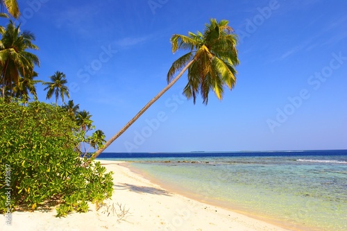 amazing beach with palm trees