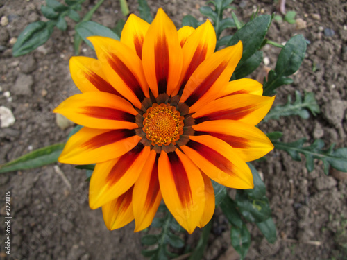 gazania tiger stripe mixed 16