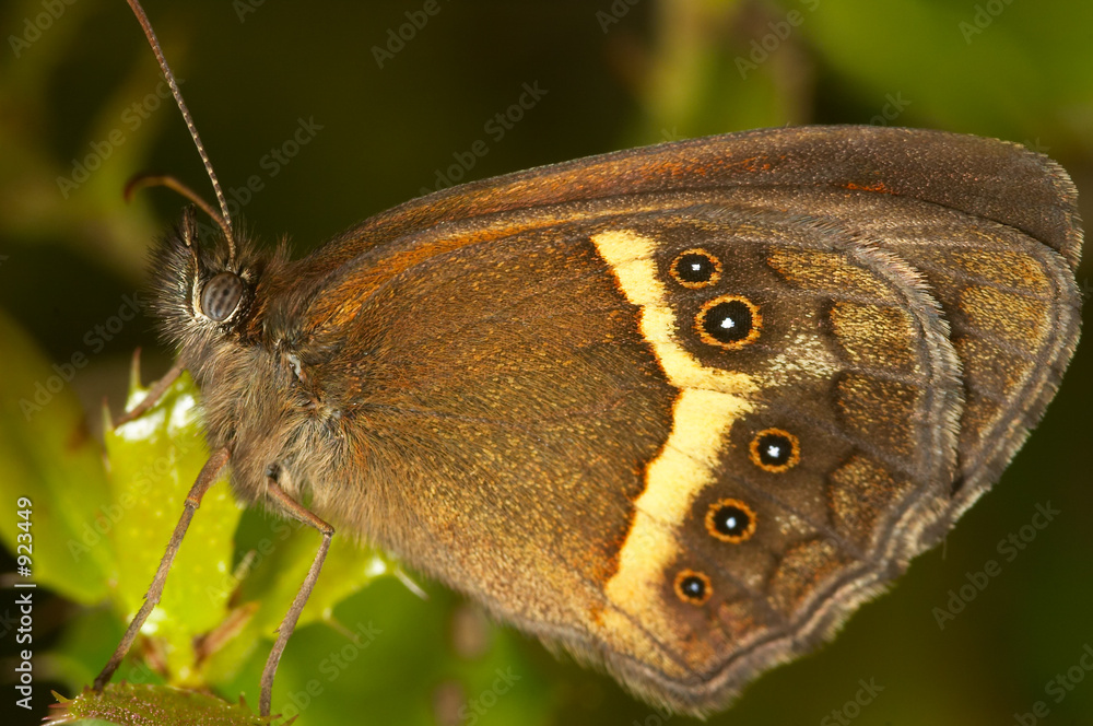 mariposa (pyronia bathseba) mariposa (pyronia bathseba)