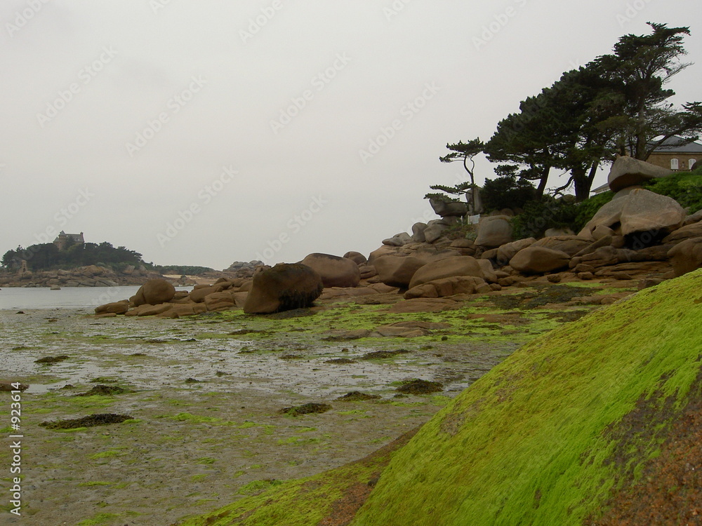 Εκτύπωση καμβά algues a maree basse