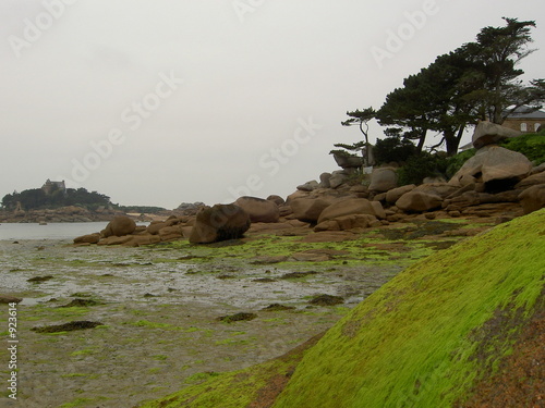 Photo algues a maree basse
