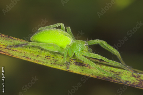 hembra de  araña micrommata virescens photo