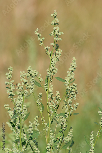 melde in blüte