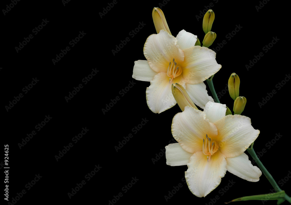 orchideè freigestellt orchideè freigestellt