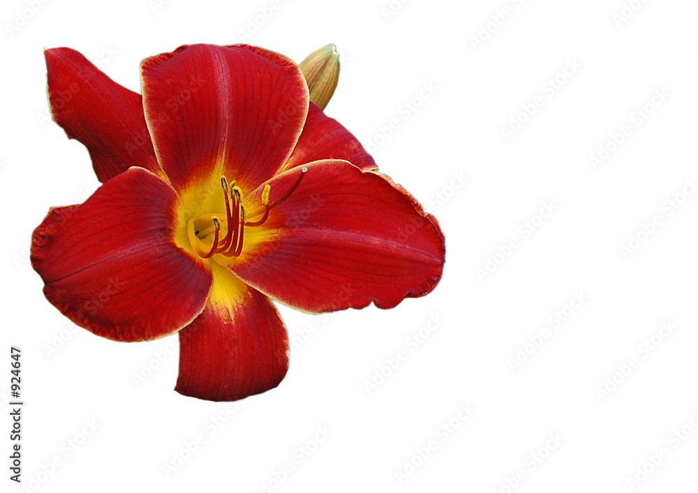 rote orchideé freigestellt rote orchideé freigestellt