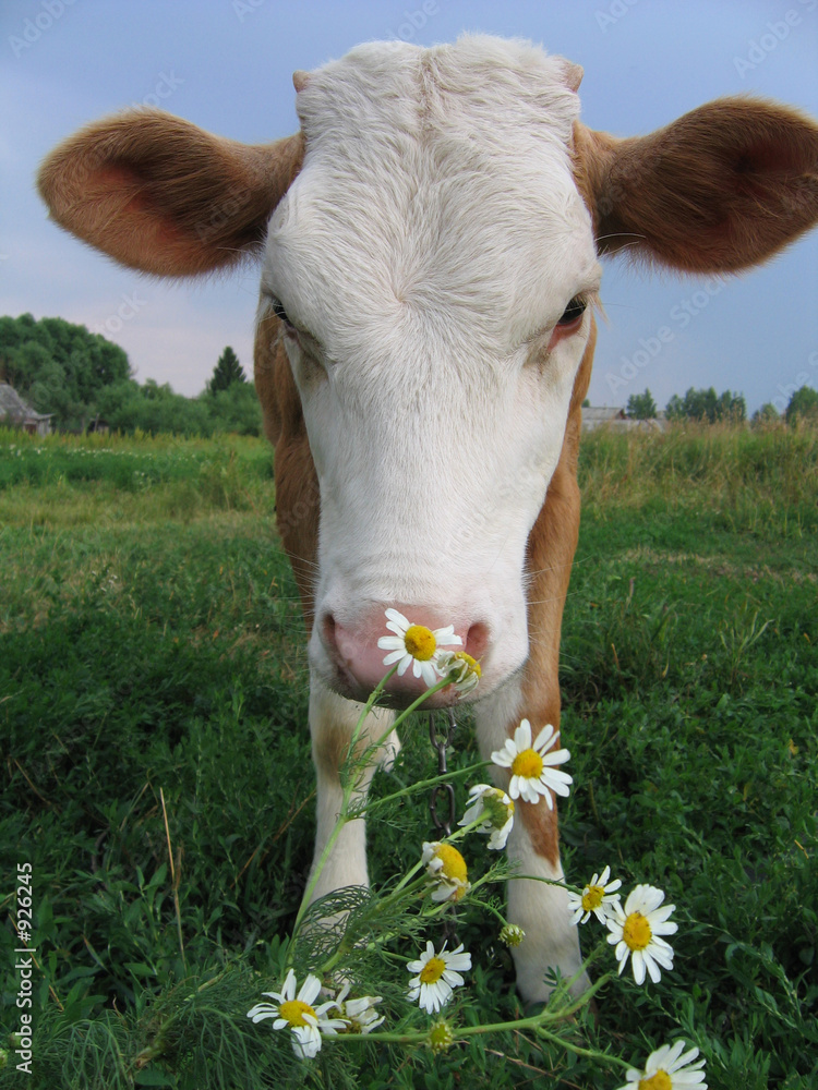Foto the cow and daisywheels.