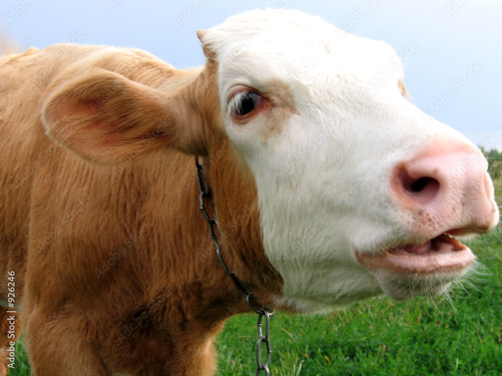 Fotografie moo