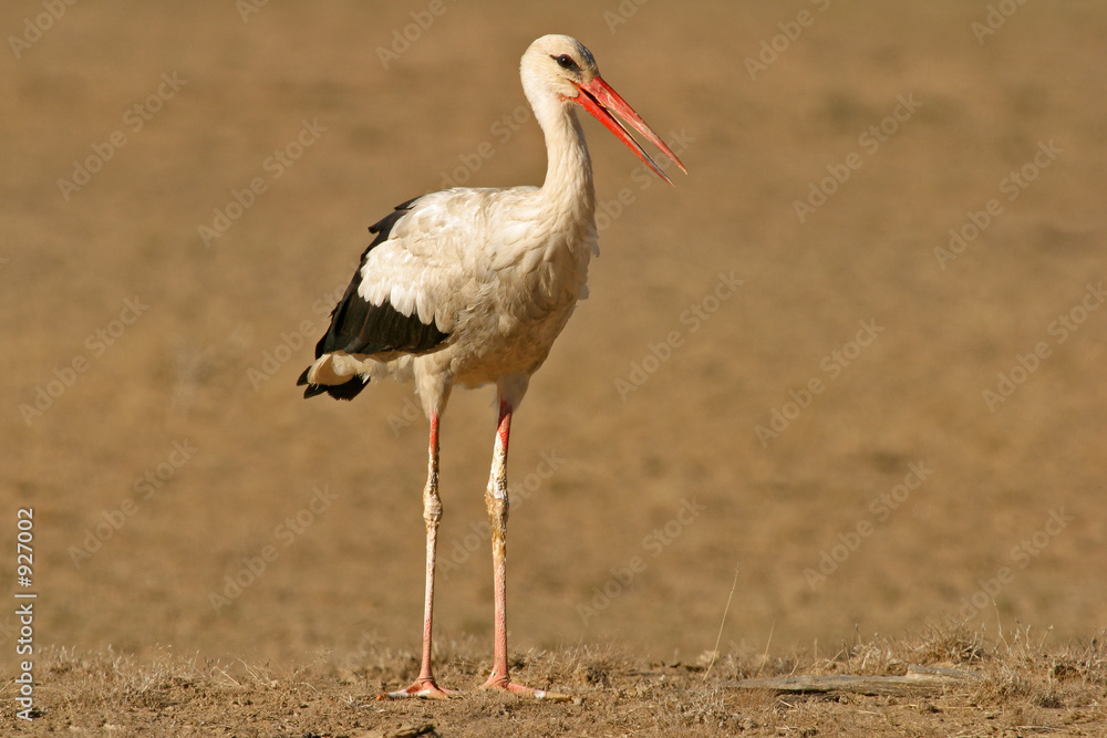 Fototapeta premium white stork