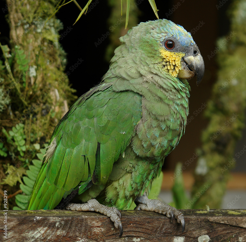 Obraz premium the parrot