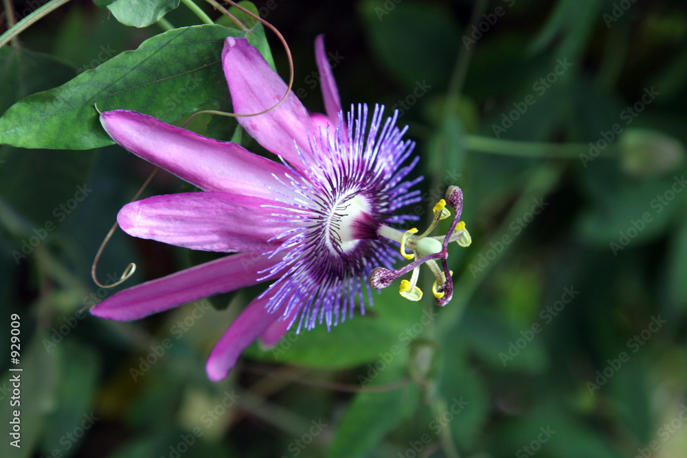 Αυτοκόλλητο passiflora