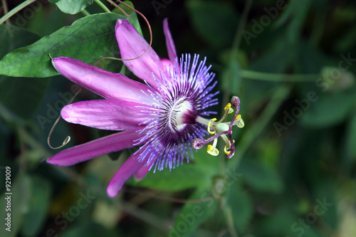 Fotografie passiflora