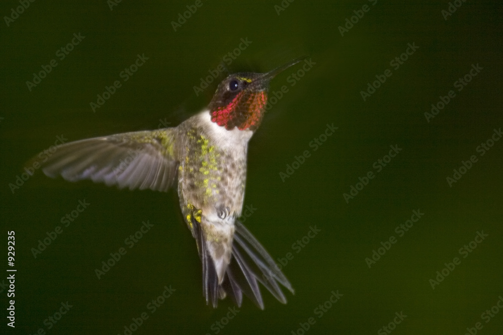 Fototapeta premium ruby throated hummingbird