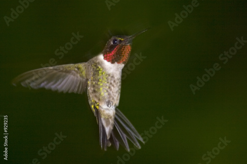 ruby throated hummingbird