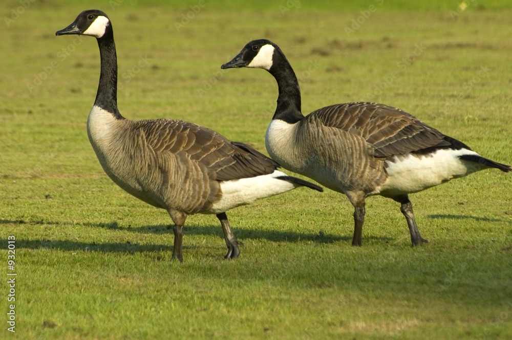 canadian geese canadian geese