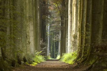 Wandcirkels Olijfgroen Natuurpad door groen landschap  © jeffrey van daele