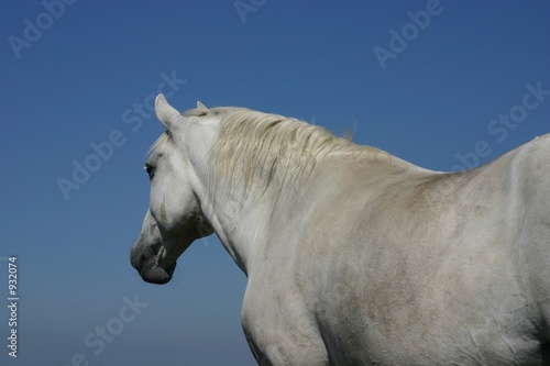 grey horse, blue sky