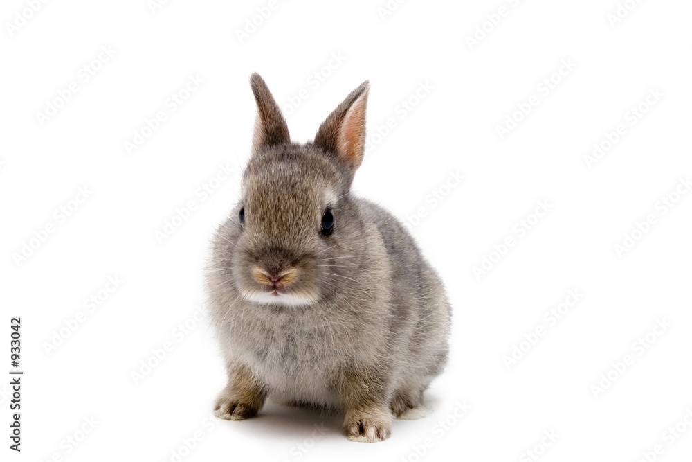 Foto bunny