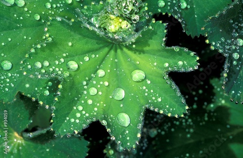 tautropfen