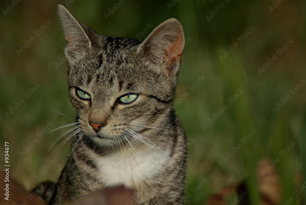 katzenblick katzenblick