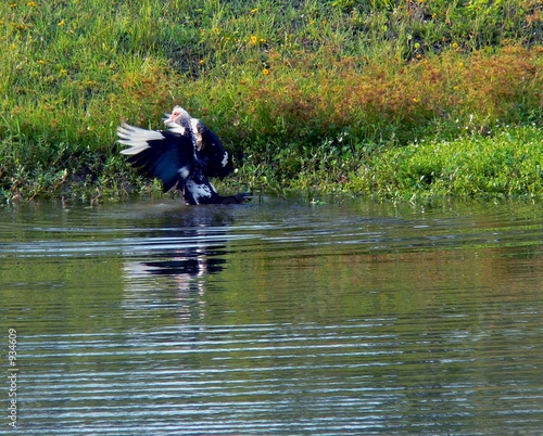 muscovy flap 5 photo