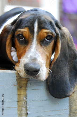 basset hound