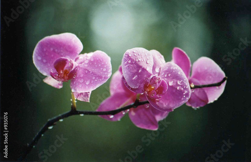 orchids