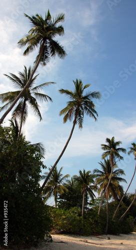 coconut trees