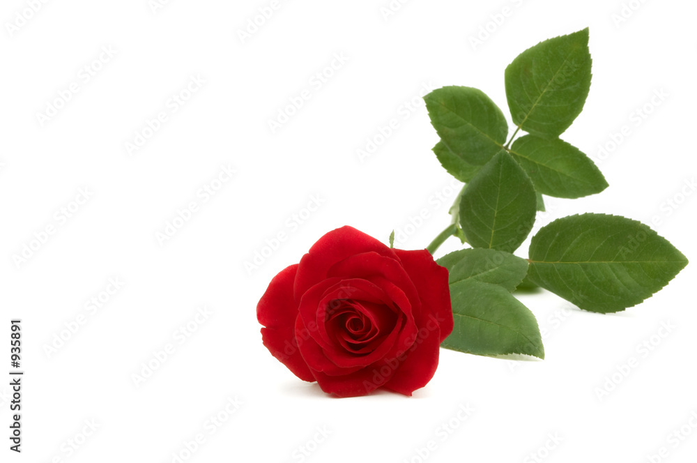 red rose red rose