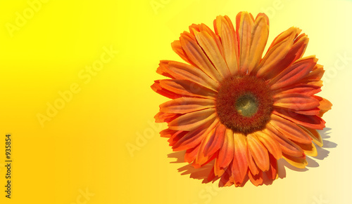 Fototapeta Naklejka Na Ścianę i Meble -  bright orange flower